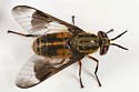 4/PK TredNot Deerfly Patches / Deer Fly Patch /  Repellent Alternative